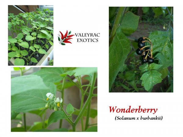 wonderberry